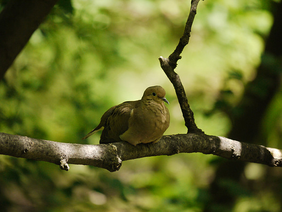 Mourning Dove, Central Park