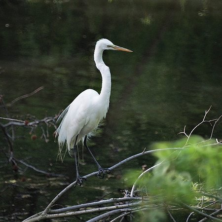 Great Egret, Upper Lobe of The Lake, Central Park
