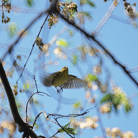 Goldfinch launch