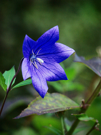 bellflower