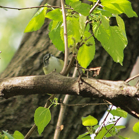 Blue-Headed Vireo, Central Park