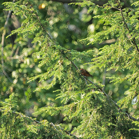 Red Crossbill, Central Park