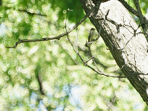 Eastern Pewee, Central Park