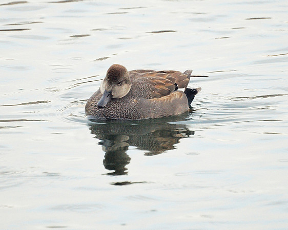 Gadwall, Central Park