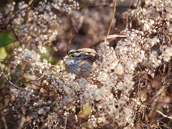White-Throated Sparrow, Central Park