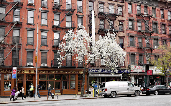 Callery Pear tree, Ninth Avenue