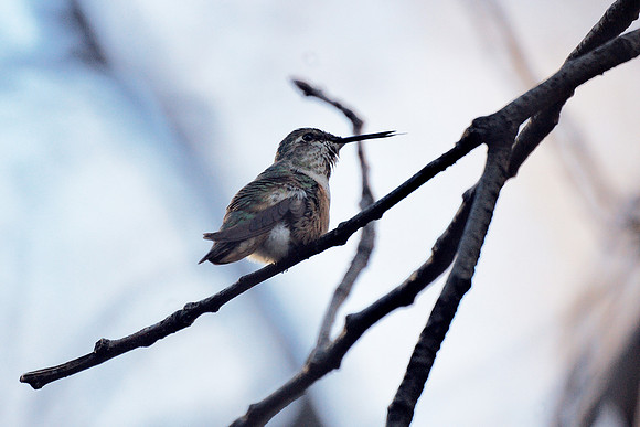 Rufous Hummingbird, Theodore Roosevelt Park