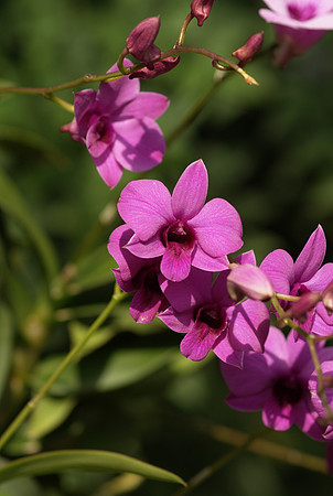 Dendrobium Karen