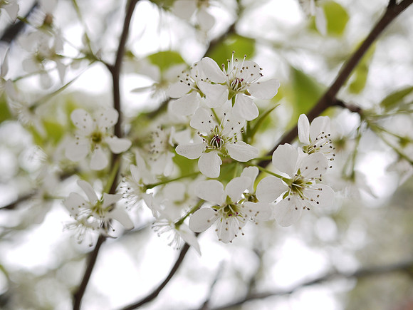 Callery Pear flowers