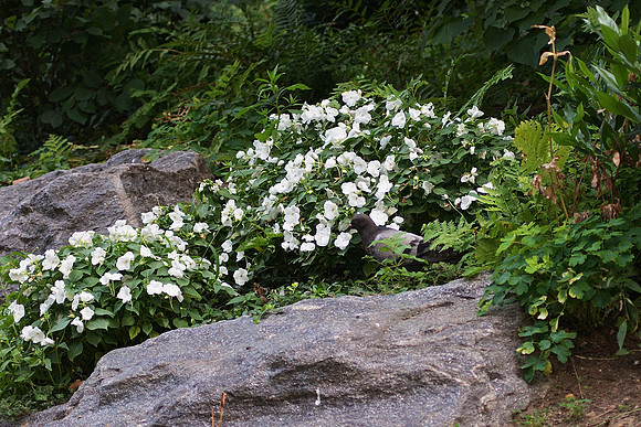 Pigeon and Impatiens