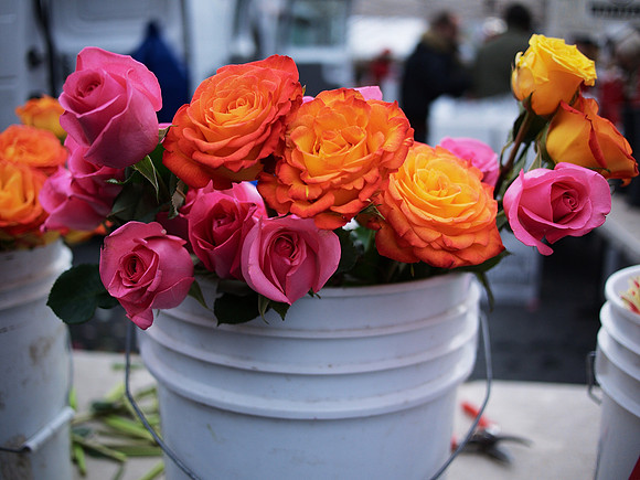 Bucket of roses, Union Square Greenmarket