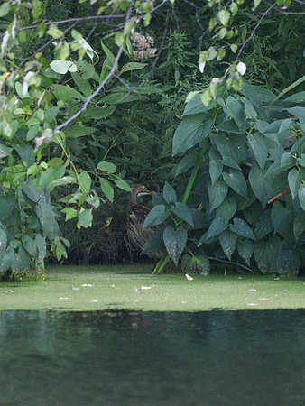 American Bittern, Turtle Pond