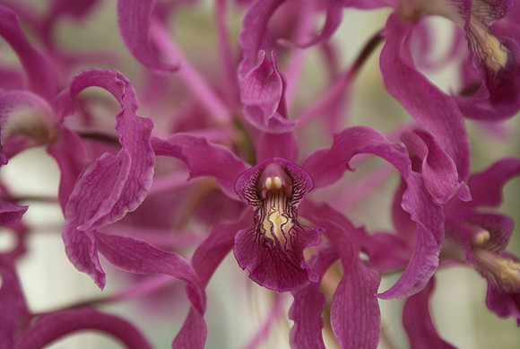 Schomburgkia superbiens