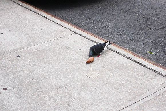 Pigeon vs bagel