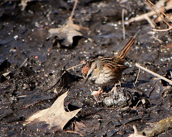 Swamp Sparrow, Central Park
