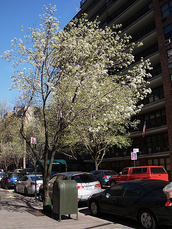 Callery Pear, Yorkville