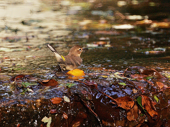 Yellow-Rumped Warbler?