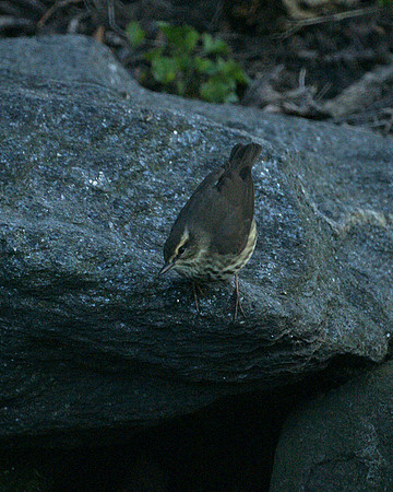 Northern Waterthrush, Central Park