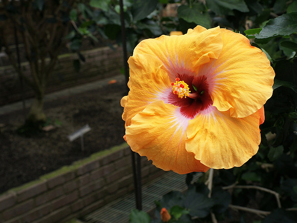 Chinese Hibiscus