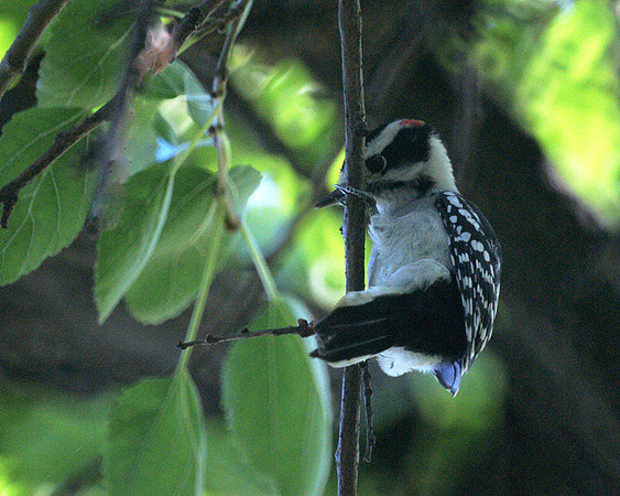 Downy Woodpecker, Central Park