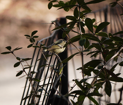 Ruby-Crowned Kinglet, Azalea Pond