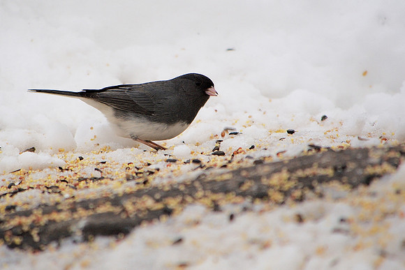 Junco, Central Park