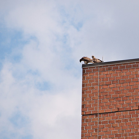 Red-Tailed Hawks, Burlington MA