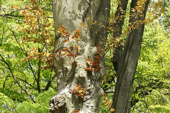 Beech tree, Brooklyn Botanic Garden