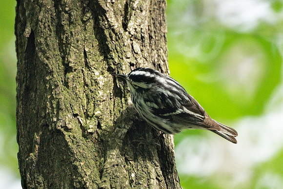 Black and White Warbler, Central Park