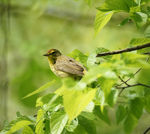 Palm Warbler, Central Park