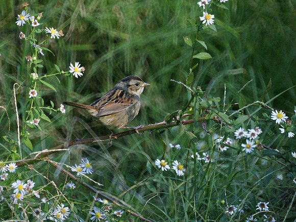 White-Throated Sparrow, Central Park