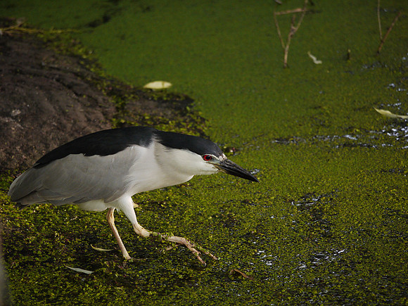 Black-Crowned Night Heron, Turtle Pond