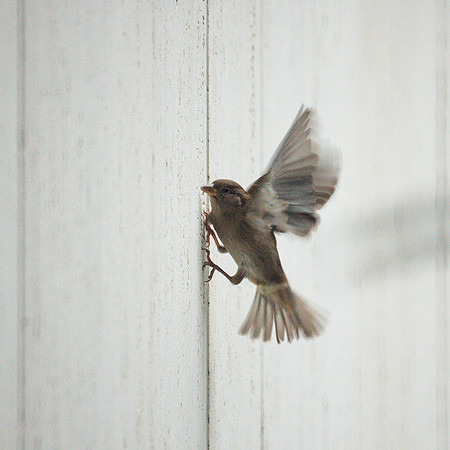 Sparrow, Grace Building