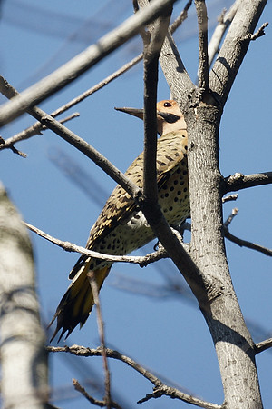 Northern Flicker, Central Park