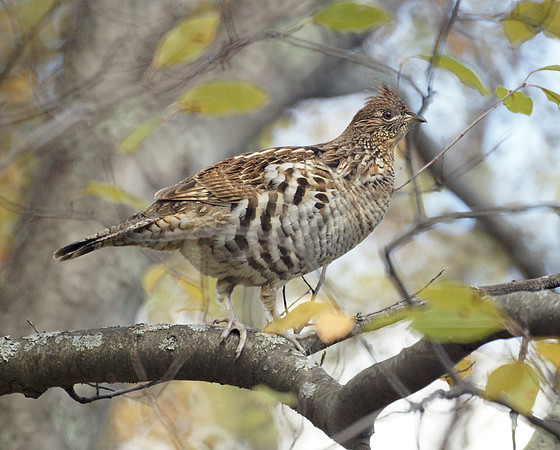 Ruffed Grouse, Prattsville NY