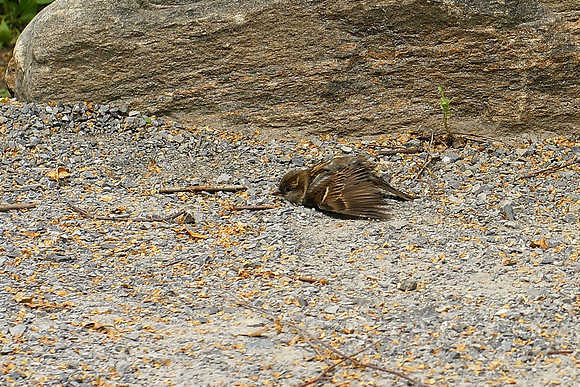 Happy sparrow