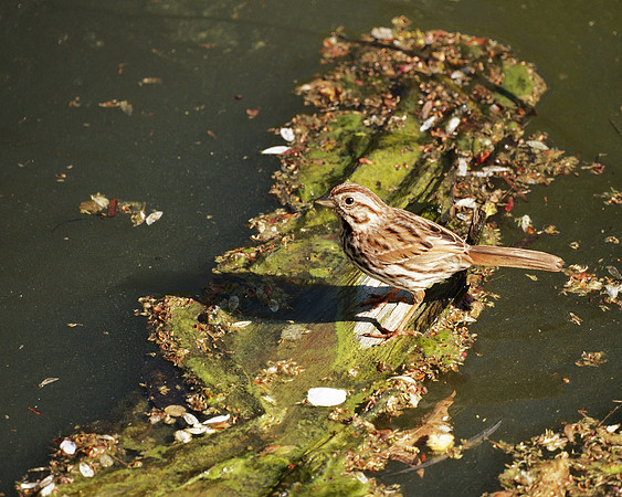 Song Sparrow, Central Park