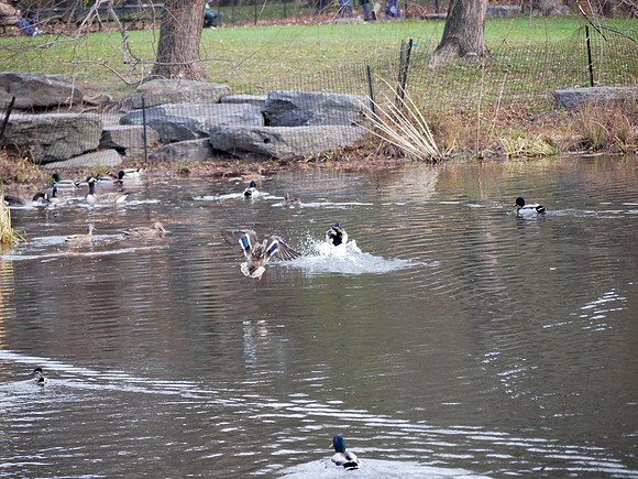 Ducks landing, Turtle Pond