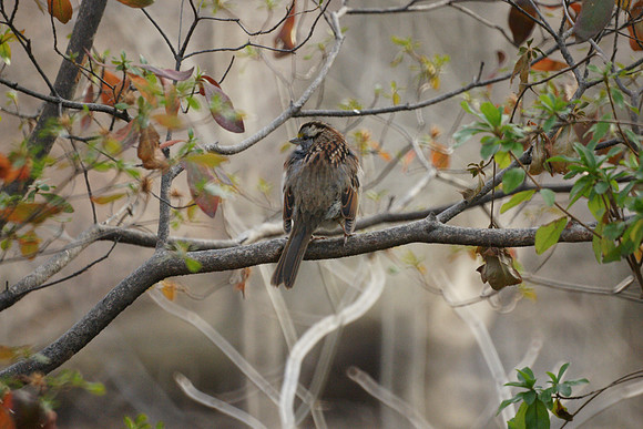 White-Throated Sparrow, Central Park