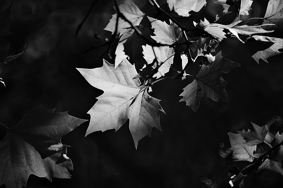 Autumn leaves