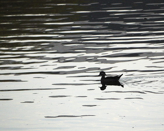 Wood duck, Central Park Lake