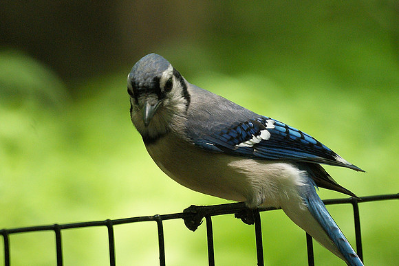 Bluejay on the fence