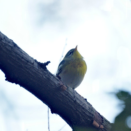 Northern Parula, Central Park