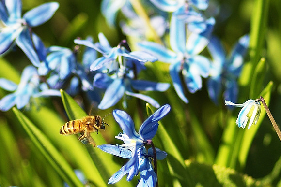 bee at work