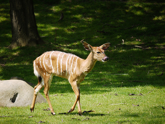 Baby Nyala on the move