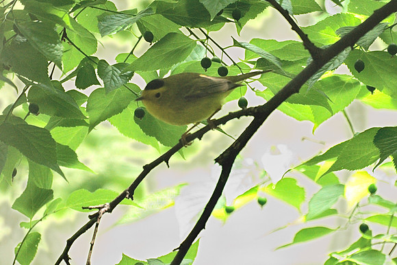 Wilson's Warbler, Central Park