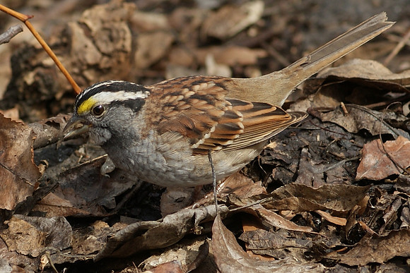 sparrow lunching (7)