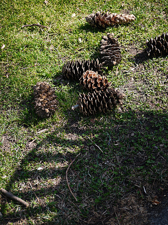 Pine cones, NY Botanical Garden