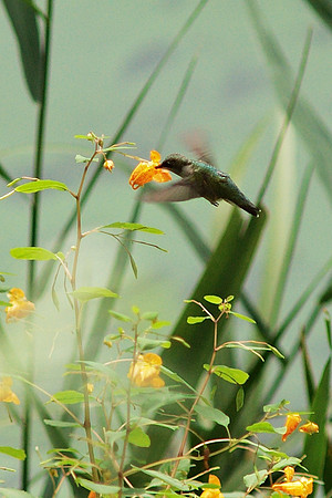 Ruby-Throated Hummingbird