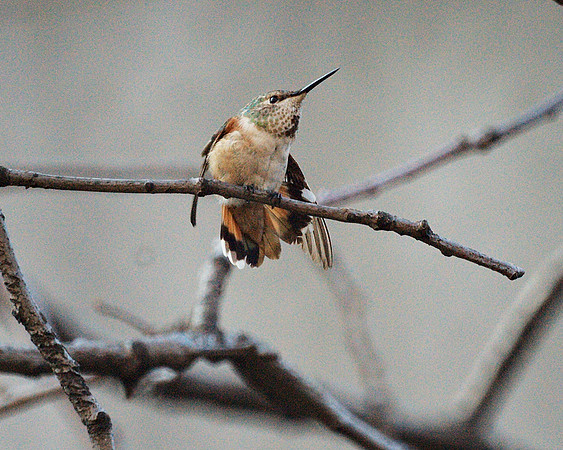 Confused Winter Hummingbird
